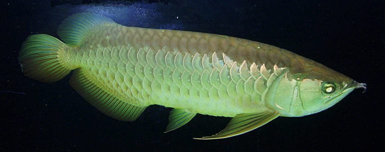 monster aquarium fish