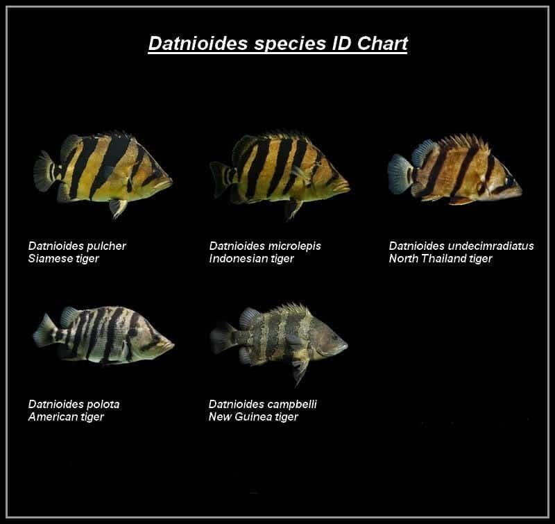 datnoid-species-chart