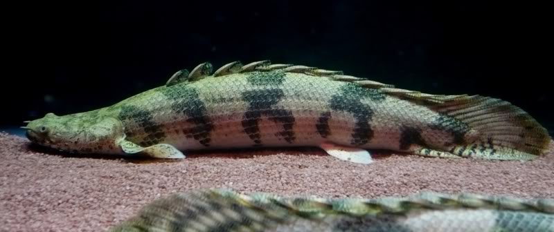 polypterus-endlicheri-saddled-bichir
