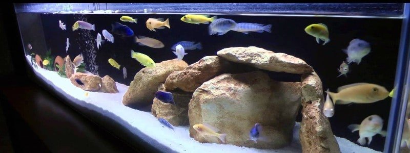 best cichlid foods top selections reviews