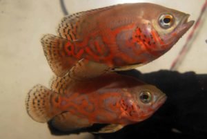 stressed-cichlids