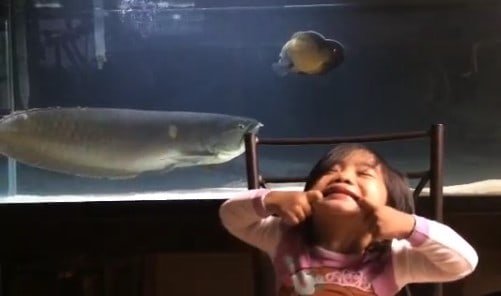 arowana-meyuh