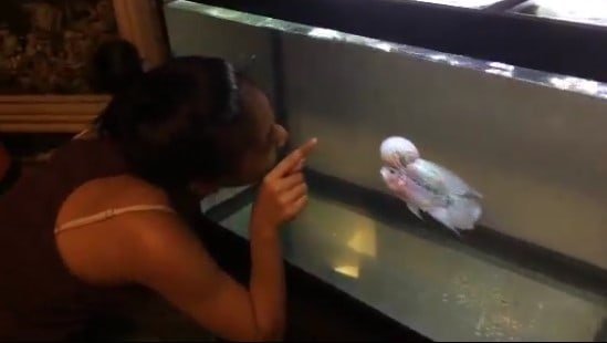 flowerhorn