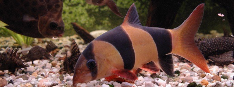 clown loach care tank