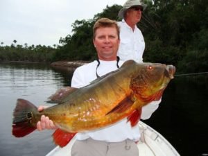 peacock-bass-size