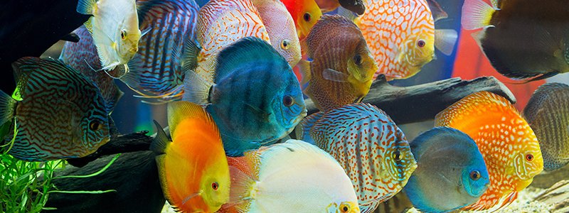discus-cichlids